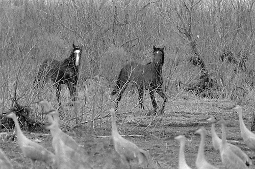 Cracker Horses Cranes.JPG